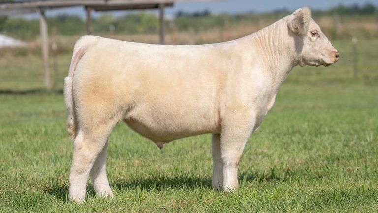 TAG 143 STEER