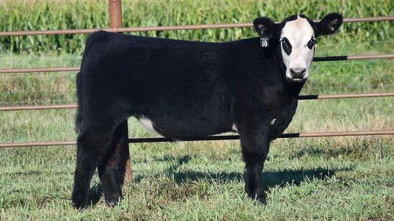 TAG 10 STEER