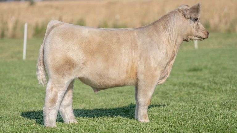 TAG 32 STEER