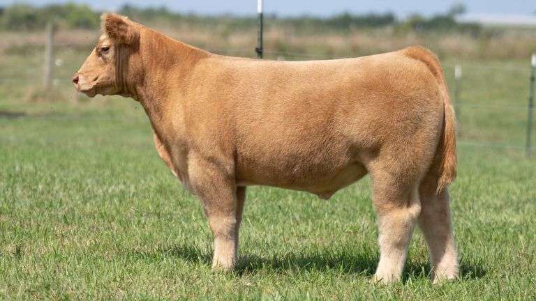TAG 117 STEER