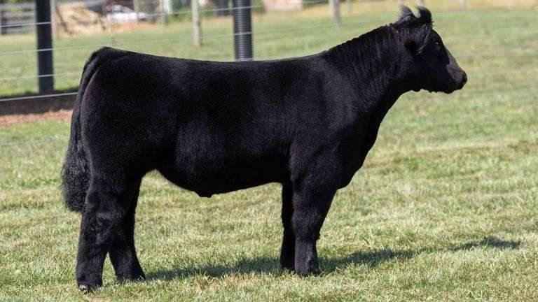 TAG 14 STEER