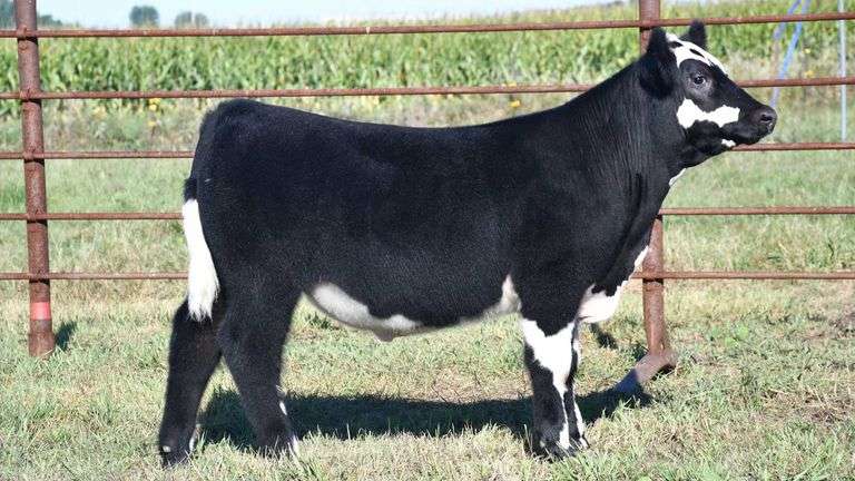 TAG 66 STEER