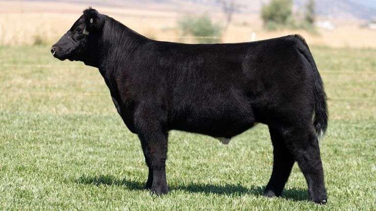 TAG 35 STEER