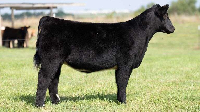 TAG 127 HEIFER