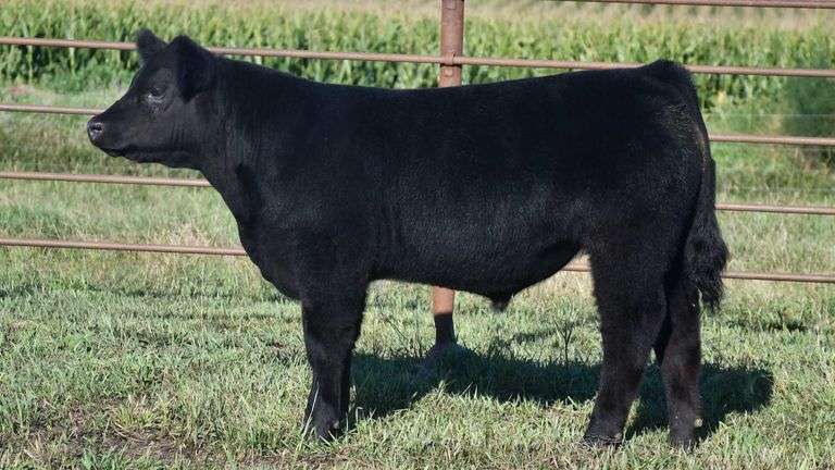 TAG 13 STEER