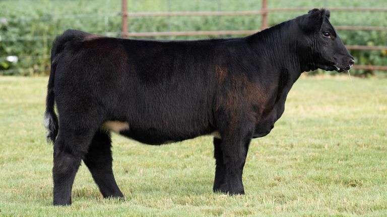TAG 11 HEIFER