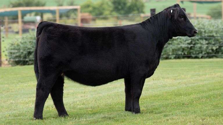 TAG 9 HEIFER