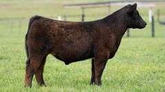 TAG 110 STEER