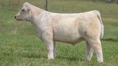 TAG 118 STEER