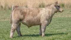TAG 270 STEER