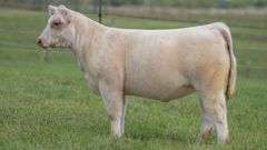 TAG 137 HEIFER