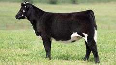 TAG 124 HEIFER