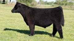 TAG 58 STEER