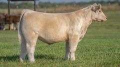 TAG 142 STEER