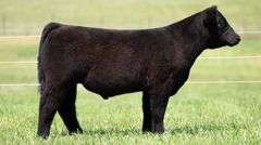 TAG 140 STEER