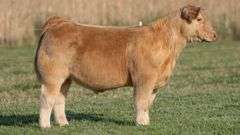 TAG 669 STEER