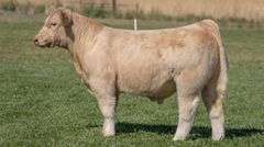 TAG 297 STEER