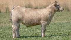 TAG 205 STEER