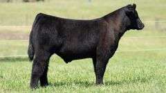 TAG 141 STEER