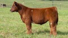 TAG 113 STEER