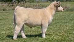 TAG 52 STEER