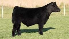 TAG 287 STEER
