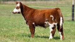 TAG 108 STEER