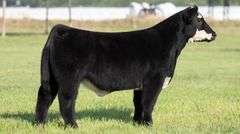 TAG 138 STEER