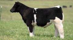 TAG 107 STEER