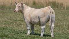 TAG 48 STEER