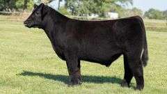 TAG 55 STEER