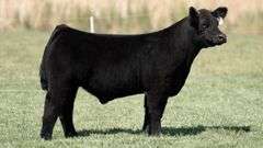 TAG 313 STEER