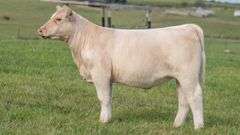 TAG 136 HEIFER