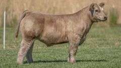 TAG 247 STEER