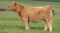 TAG 135 HEIFER