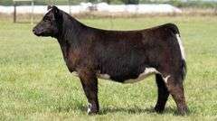 TAG 122 HEIFER