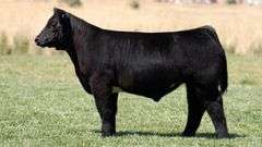 TAG 231 STEER