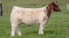 TAG 111 STEER