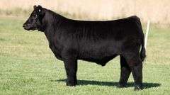 TAG 288 STEER