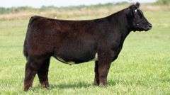TAG 139 STEER