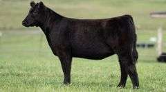TAG 129 HEIFER