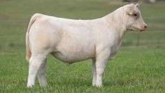 TAG 116 STEER