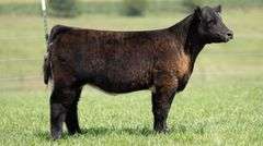 TAG 128 HEIFER
