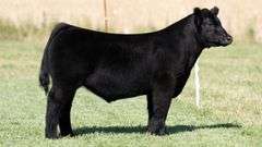 TAG 204 STEER