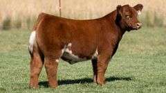 TAG 201 STEER
