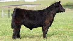 TAG 109 STEER