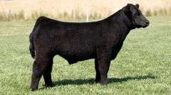 TAG 227 STEER