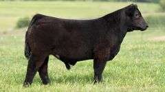TAG 114 STEER