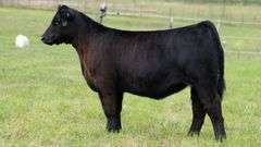 TAG 130 HEIFER
