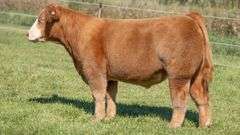 TAG 60 STEER